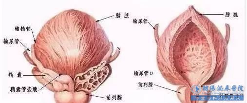 马鞍山前列腺炎和前列腺增生的区别是什么?  